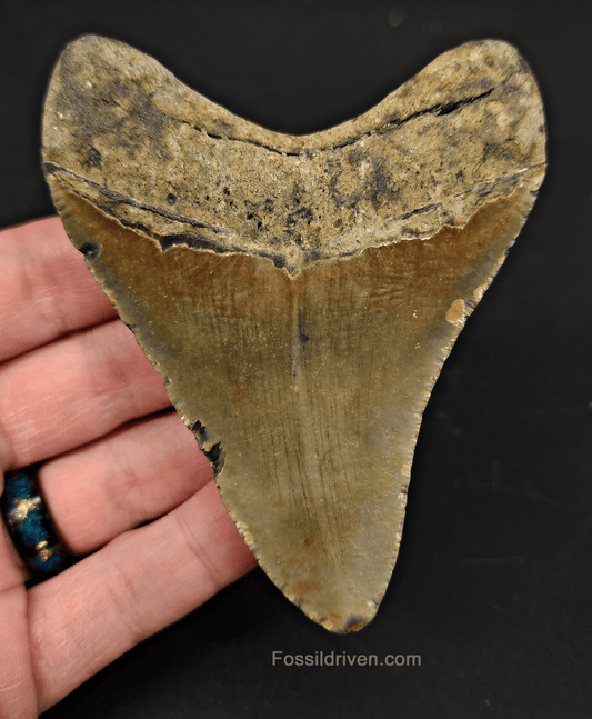 3.90" North Carolina Megalodon Tooth - Complete Specimen - Authentic Fossil Shark Tooth - Fossil Driven