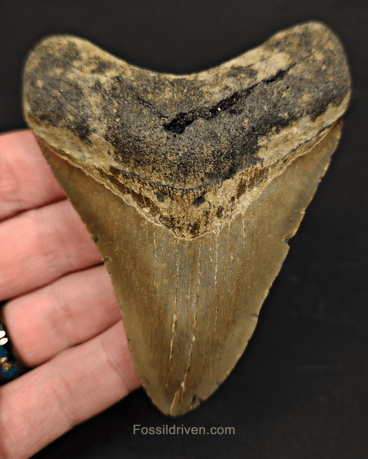 3.90" North Carolina Megalodon Tooth - Complete Specimen - Authentic Fossil Shark Tooth - Fossil Driven