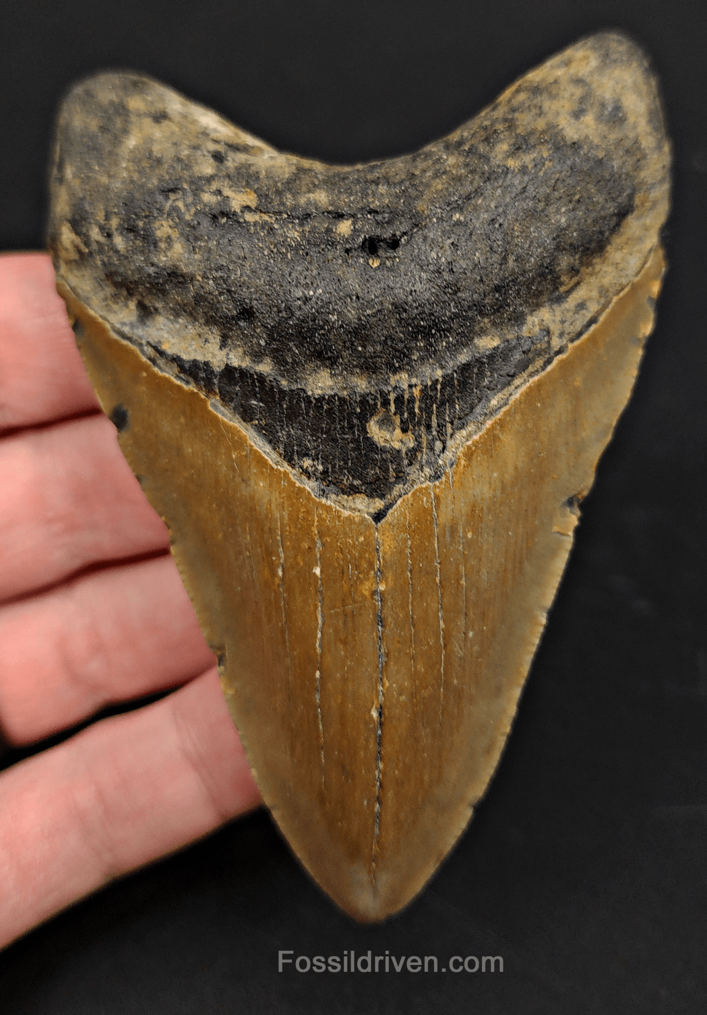 3.90" North Carolina Megalodon Tooth - Complete Specimen - Real Fossil Shark Tooth - Fossil Driven