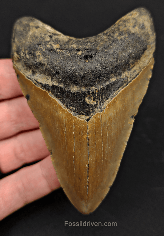 3.90" North Carolina Megalodon Tooth - Complete Specimen - Real Fossil Shark Tooth - Fossil Driven