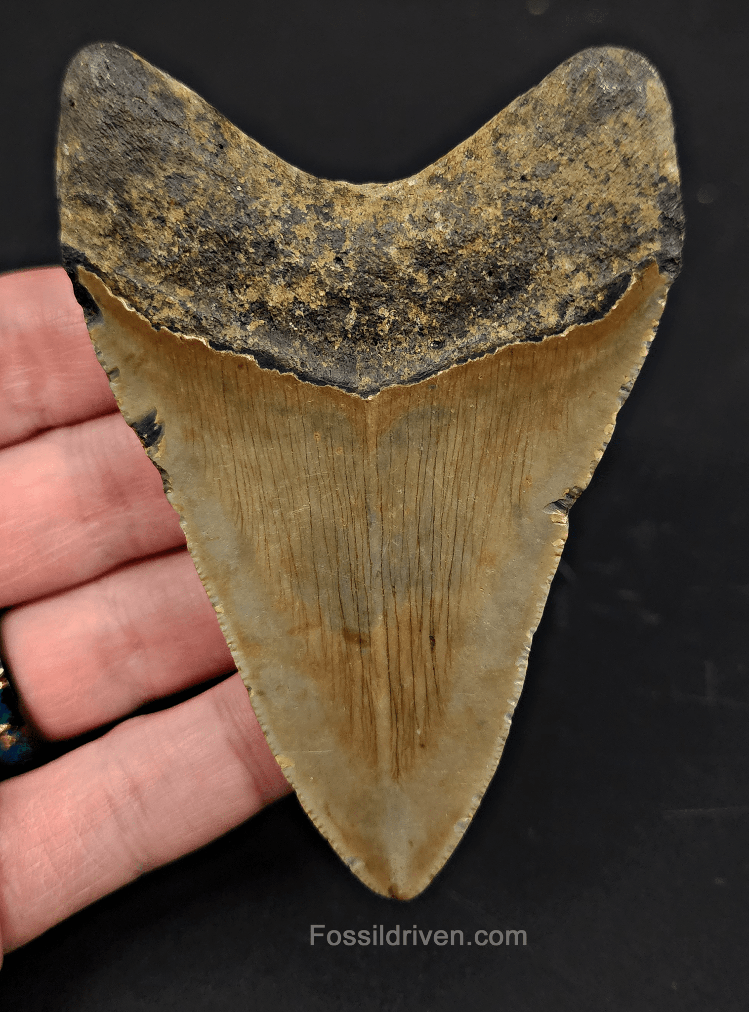 3.90" North Carolina Megalodon Tooth - Complete Specimen - Real Fossil Shark Tooth - Fossil Driven