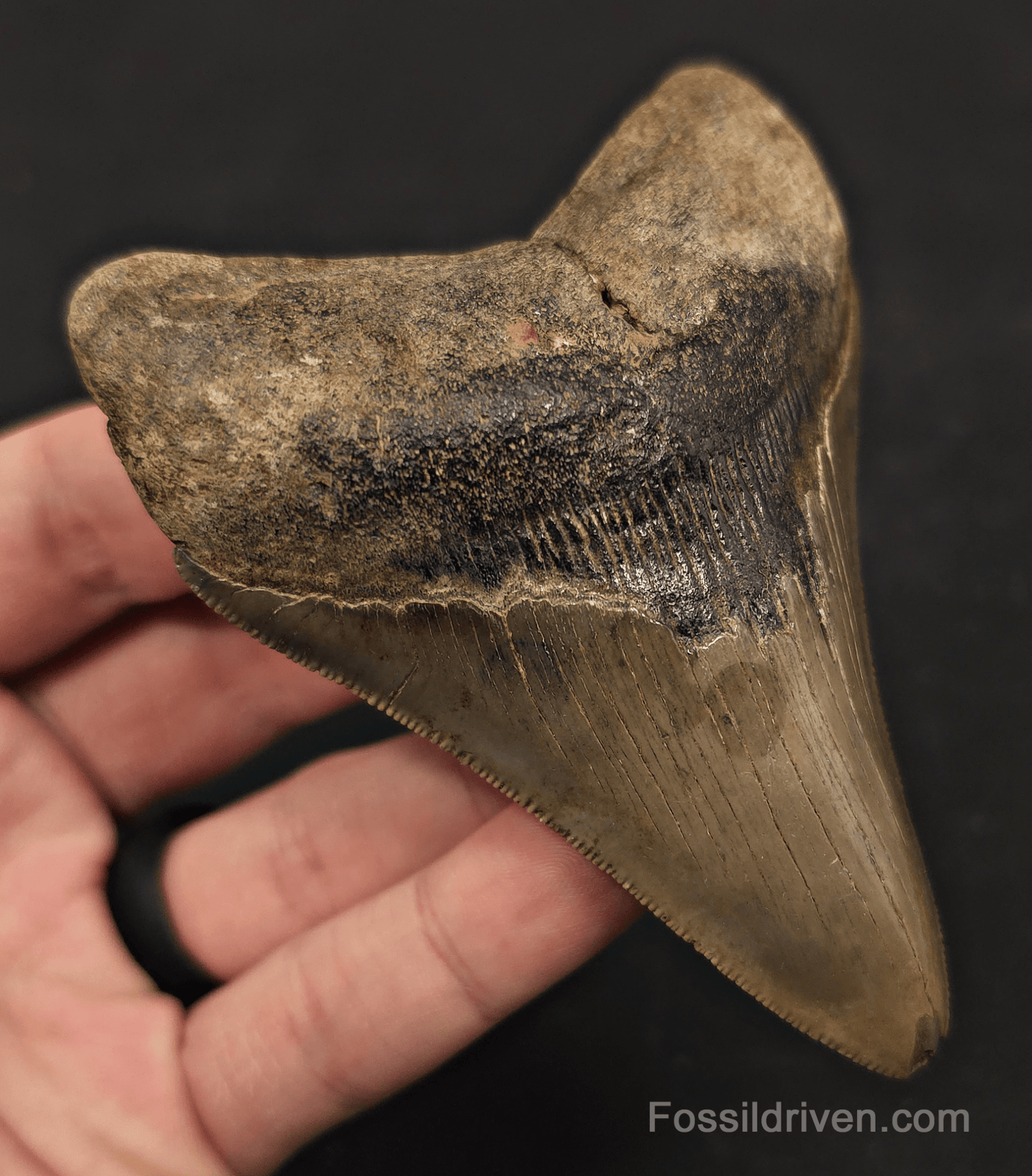 3.91" Fossil Megalodon Tooth - St. Mary's River | Fossil Driven - Fossil Driven