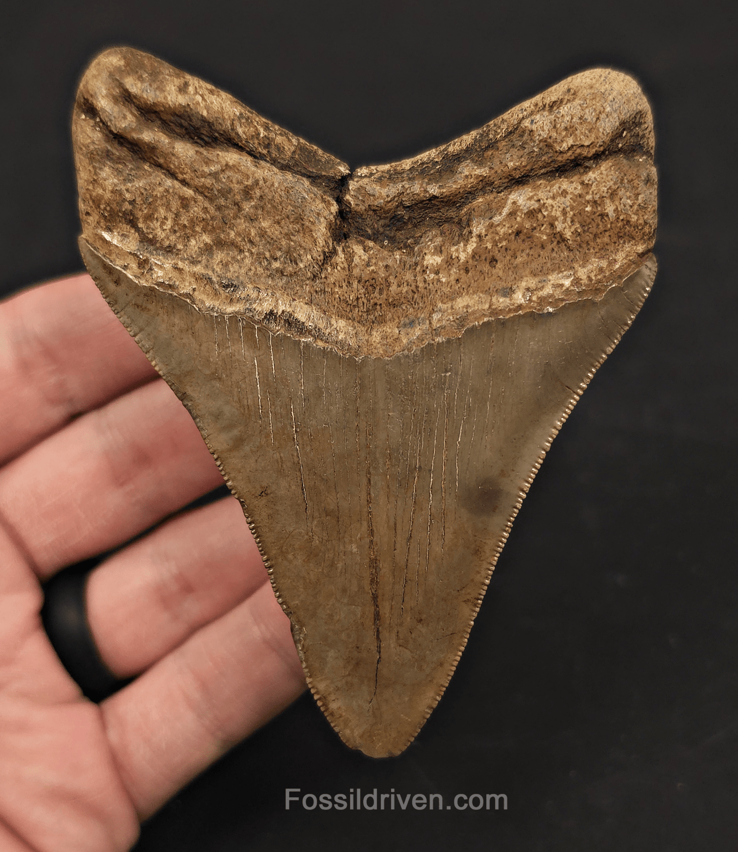 3.91" Fossil Megalodon Tooth - St. Mary's River | Fossil Driven - Fossil Driven