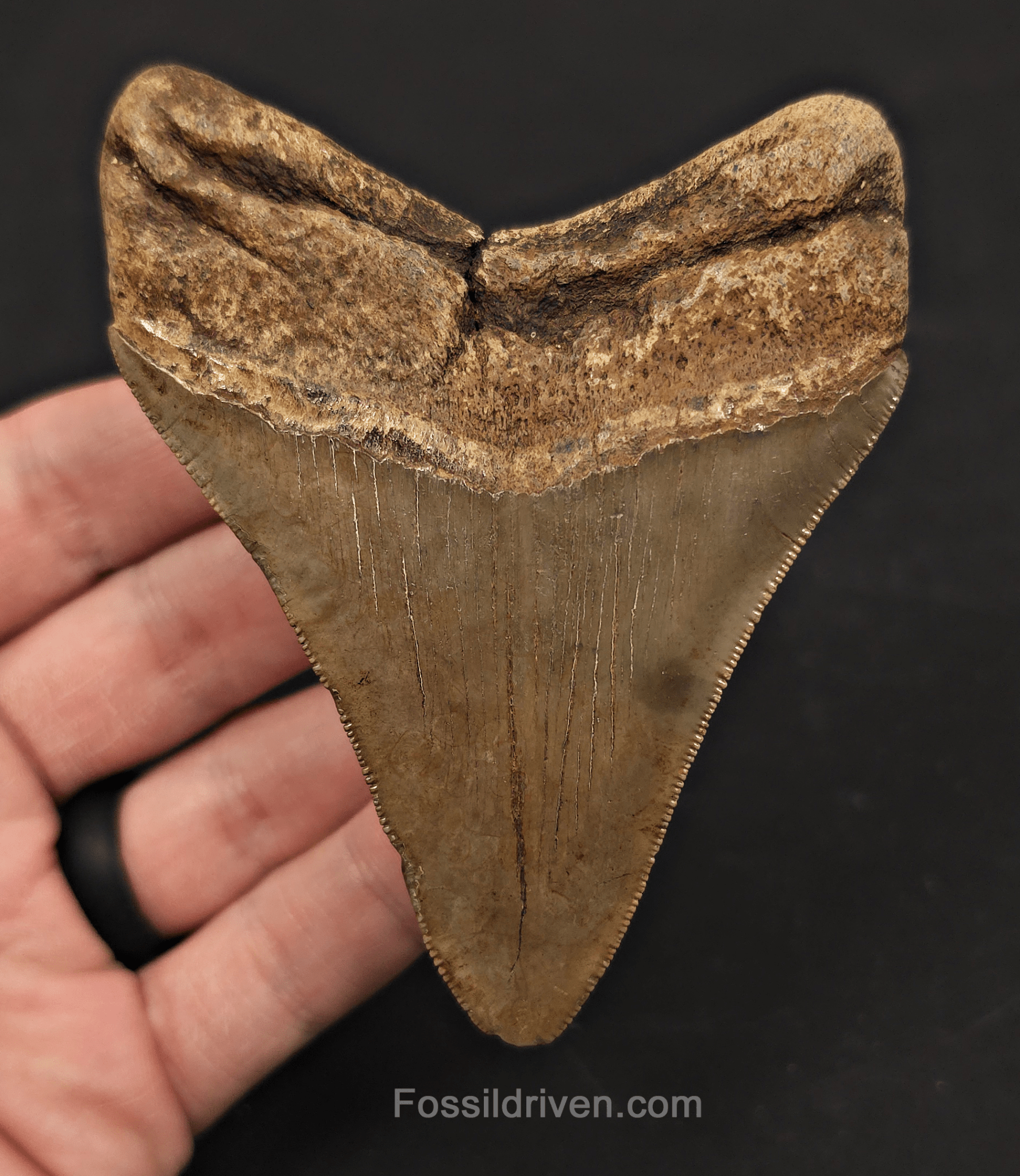 3.91" Fossil Megalodon Tooth - St. Mary's River | Fossil Driven - Fossil Driven