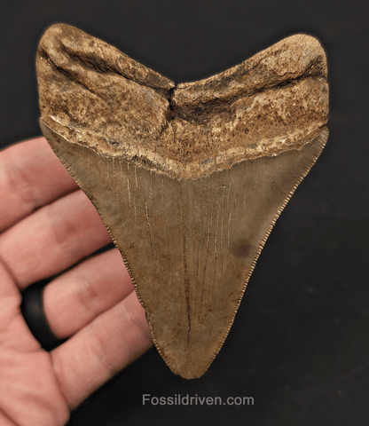 3.91" Fossil Megalodon Tooth - St. Mary's River | Fossil Driven - Fossil Driven