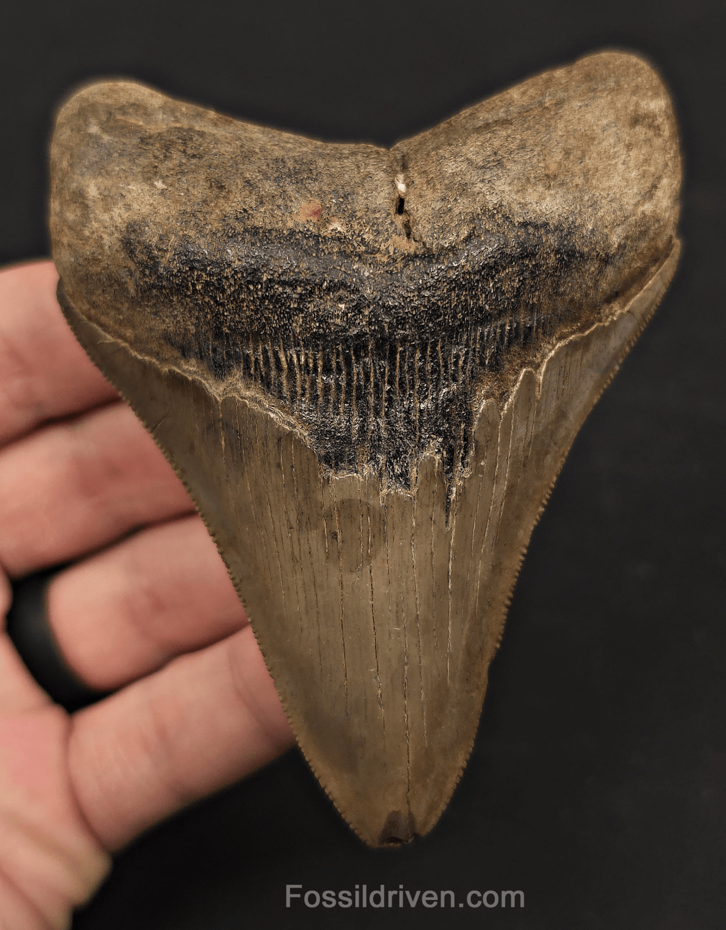 3.91" Fossil Megalodon Tooth - St. Mary's River | Fossil Driven - Fossil Driven