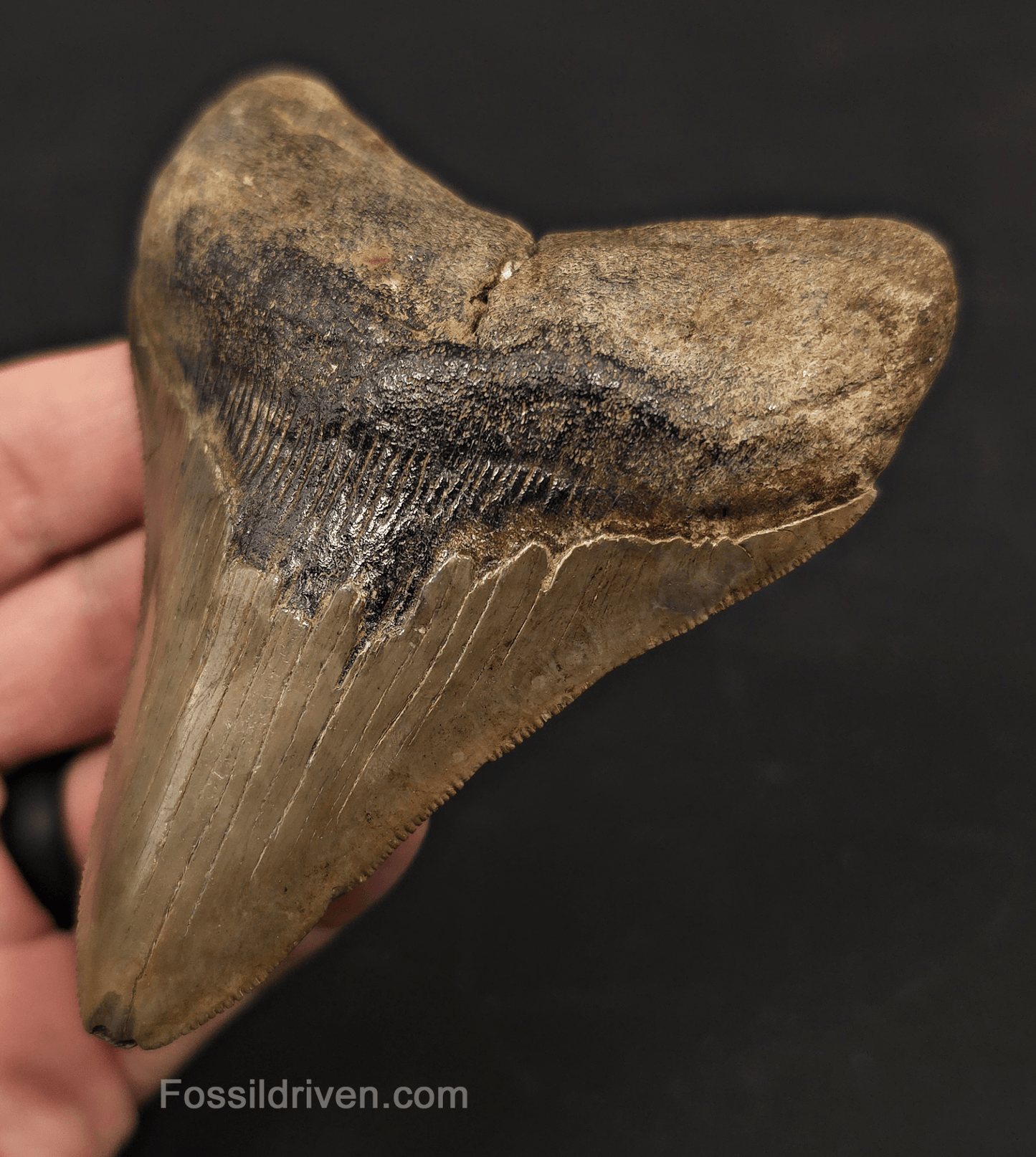 3.91" Fossil Megalodon Tooth - St. Mary's River | Fossil Driven - Fossil Driven