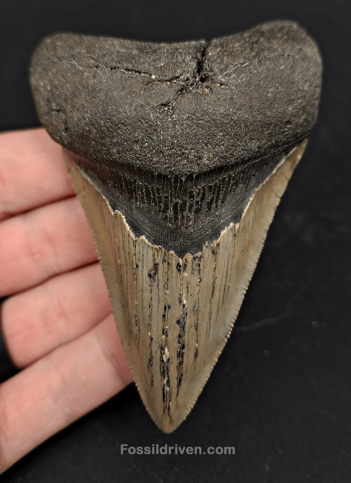 3.91" North Carolina Megalodon Tooth - Complete Specimen - Authentic Fossil Shark Tooth - Fossil Driven