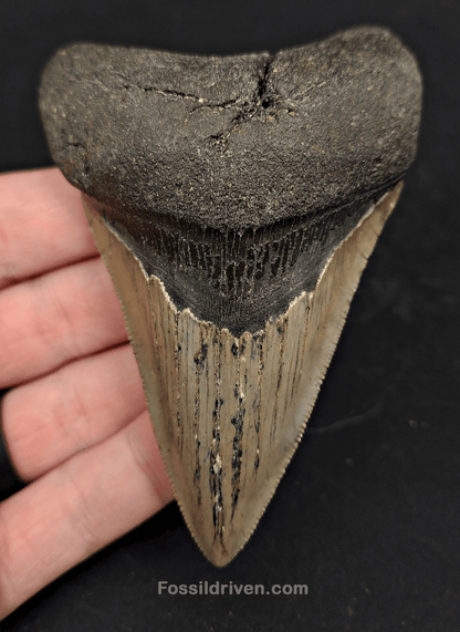3.91" North Carolina Megalodon Tooth - Complete Specimen - Authentic Fossil Shark Tooth - Fossil Driven