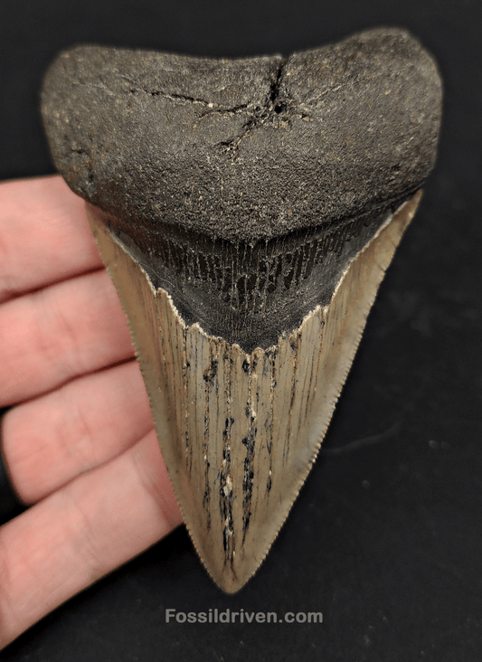 3.91" North Carolina Megalodon Tooth - Complete Specimen - Authentic Fossil Shark Tooth - Fossil Driven