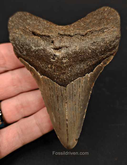 3.91" North Carolina Megalodon Tooth - Complete Specimen - Authentic Fossil Shark Tooth - Fossil Driven