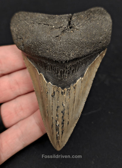 3.91" North Carolina Megalodon Tooth - Complete Specimen - Authentic Fossil Shark Tooth (Meg 2414) - Fossil Driven
