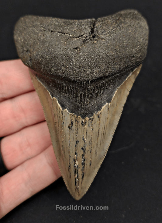 3.91" North Carolina Megalodon Tooth - Complete Specimen - Authentic Fossil Shark Tooth (Meg 2414) - Fossil Driven