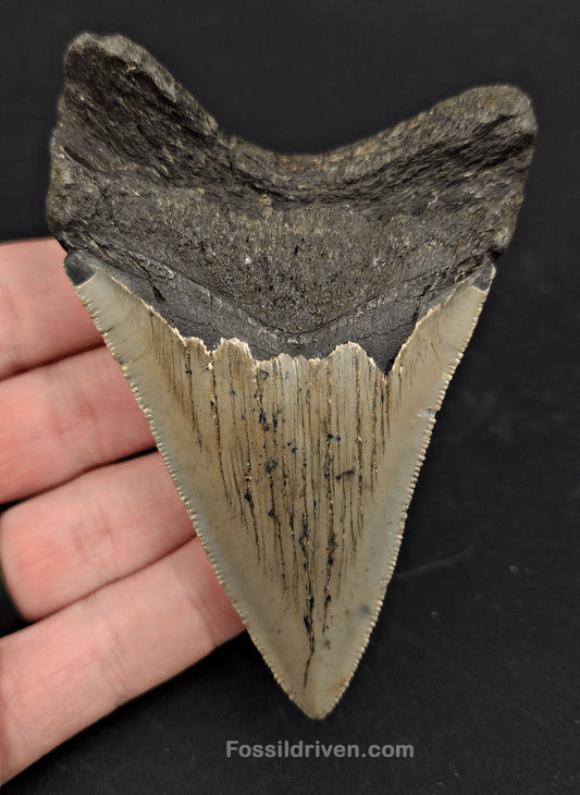 3.91" North Carolina Megalodon Tooth - Complete Specimen - Authentic Fossil Shark Tooth (Meg 2414) - Fossil Driven