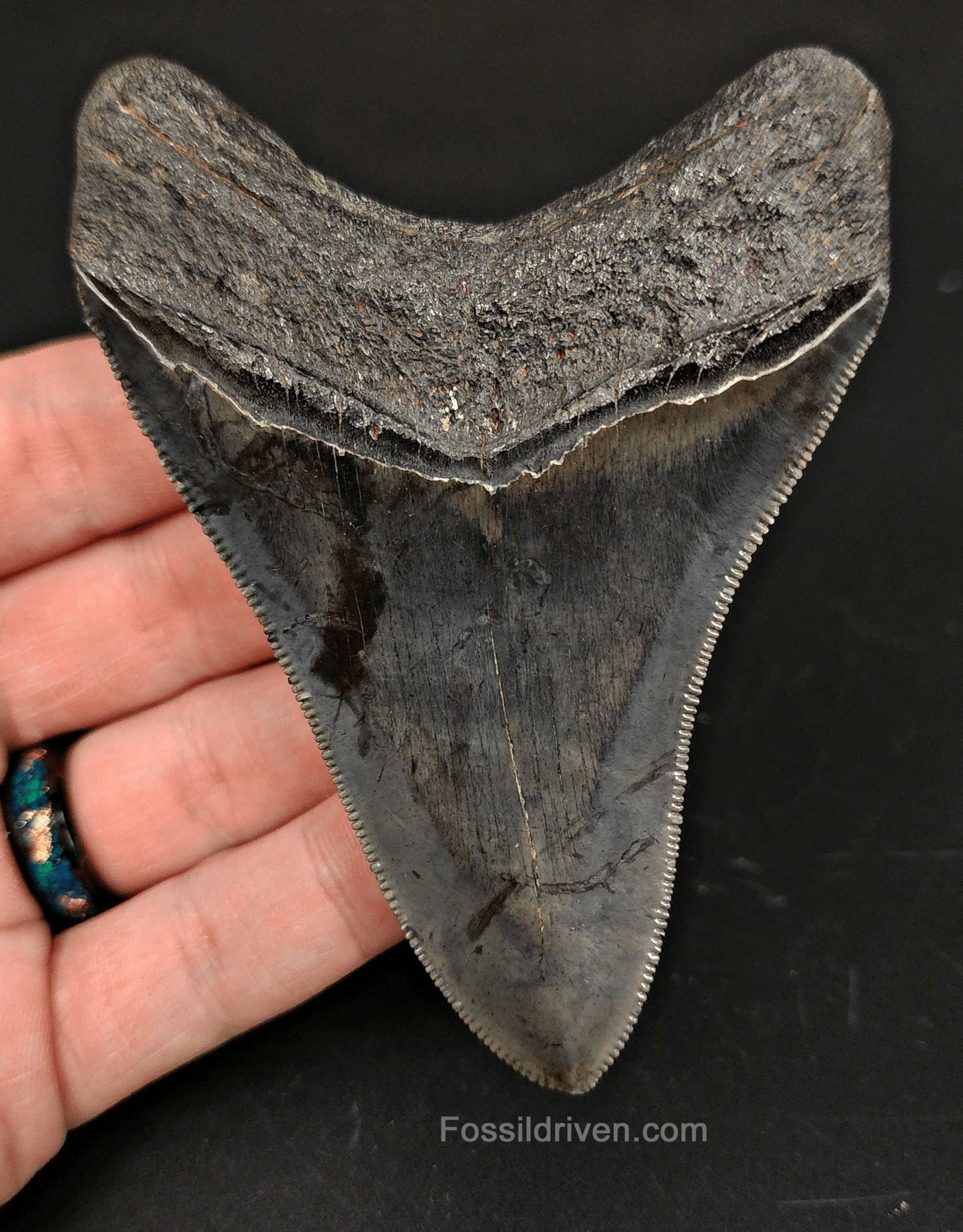 3.96" High-Quality Fossil Megalodon Tooth - Beaufort, South Carolina | Fossil Driven - Fossil Driven