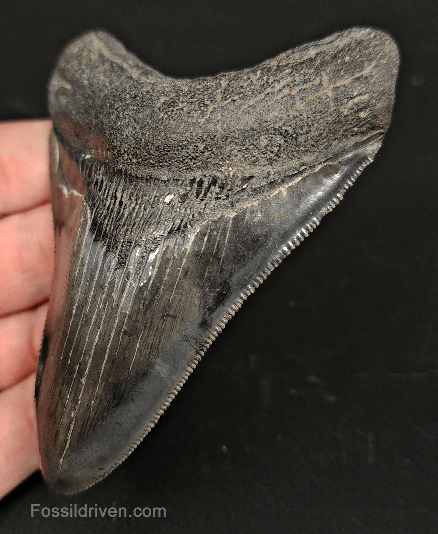 3.96" High-Quality Fossil Megalodon Tooth - Beaufort, South Carolina | Fossil Driven - Fossil Driven