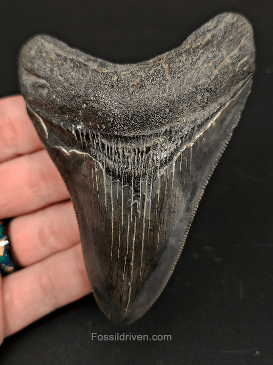 3.96" High-Quality Fossil Megalodon Tooth - Beaufort, South Carolina | Fossil Driven - Fossil Driven