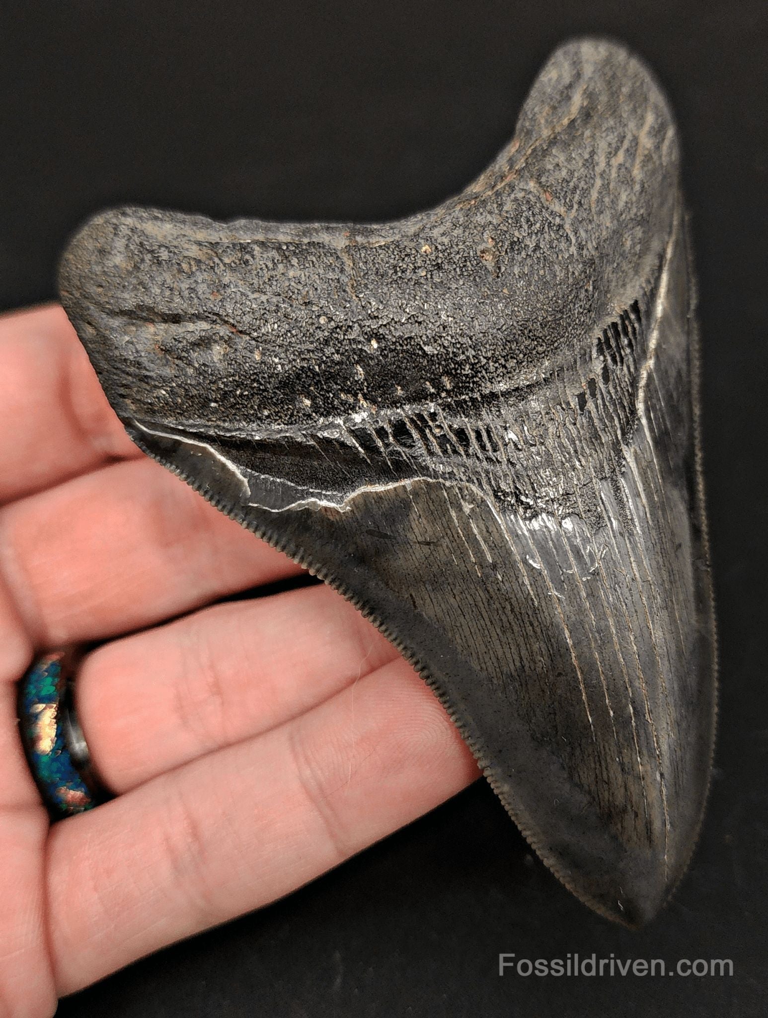 3.96" High-Quality Fossil Megalodon Tooth - Beaufort, South Carolina | Fossil Driven - Fossil Driven