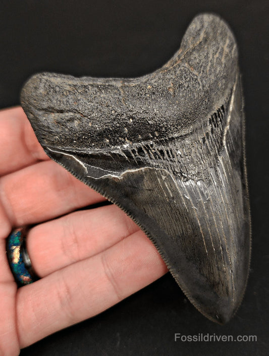 3.96" High-Quality Fossil Megalodon Tooth - Beaufort, South Carolina | Fossil Driven - Fossil Driven