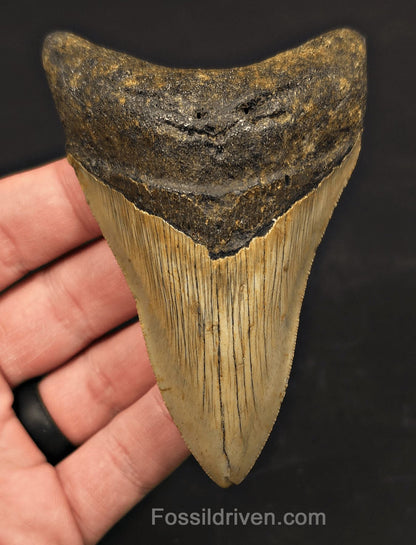 3.97" Fossil Megalodon Tooth - North Carolina | Fossil Driven - Fossil Driven