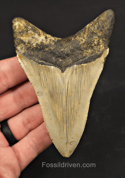 3.97" Fossil Megalodon Tooth - North Carolina | Fossil Driven - Fossil Driven