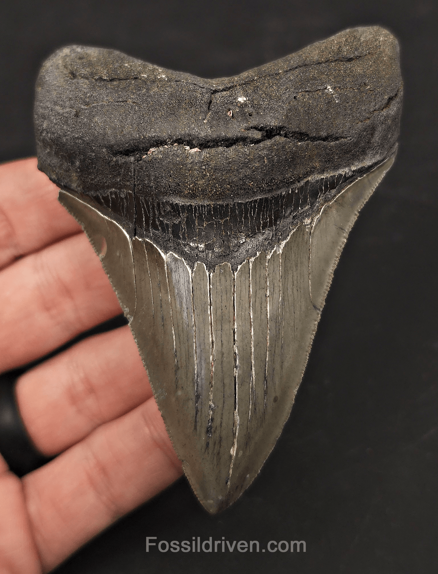 3.97" High-Quality Fossil Megalodon Tooth - Charleston, South Carolina - Fossil Driven