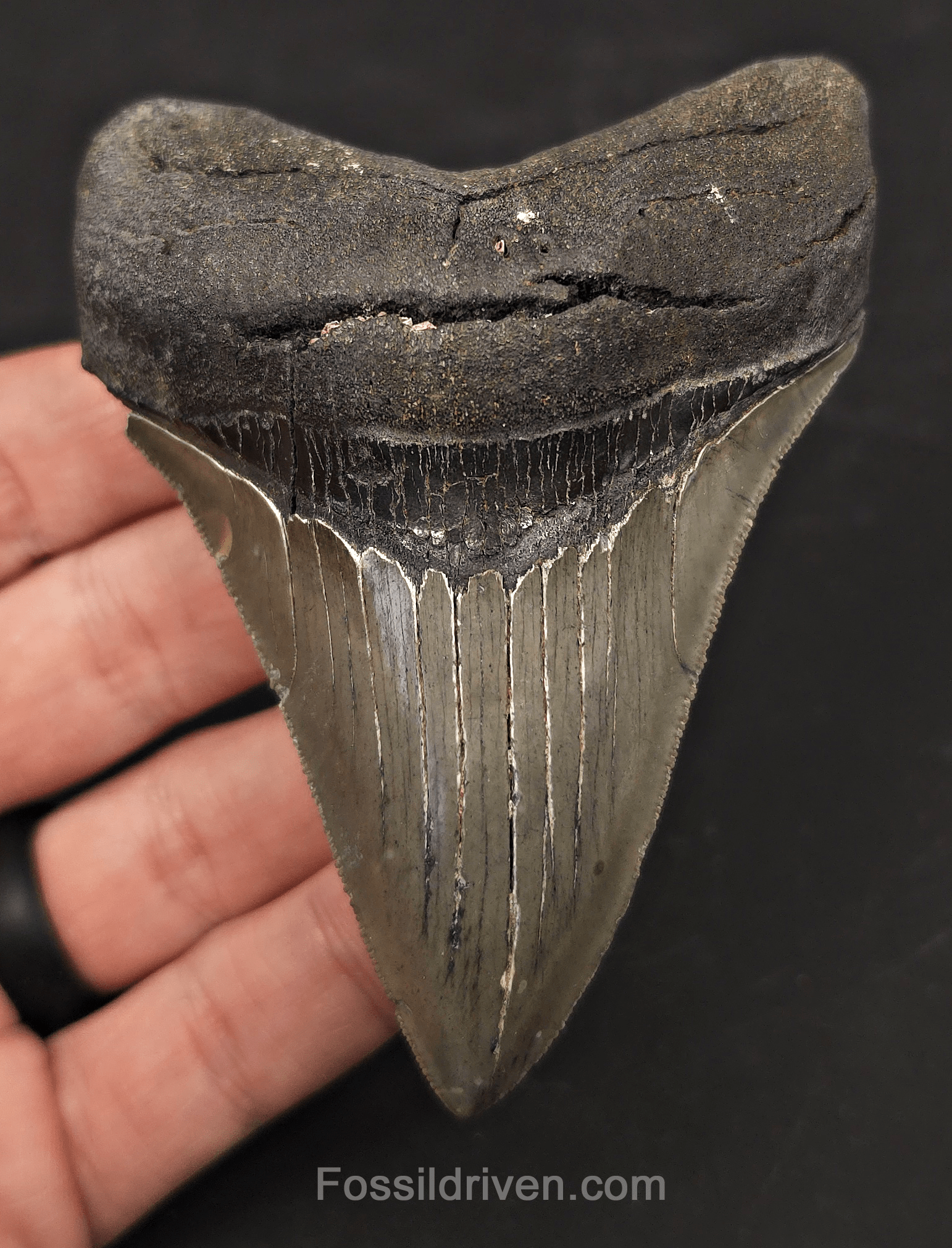 3.97" High-Quality Fossil Megalodon Tooth - Charleston, South Carolina - Fossil Driven