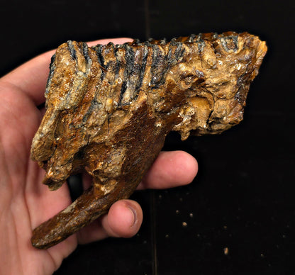 3.98" Fossil Woolly Mammoth Tooth – North Sea - Fossil Driven