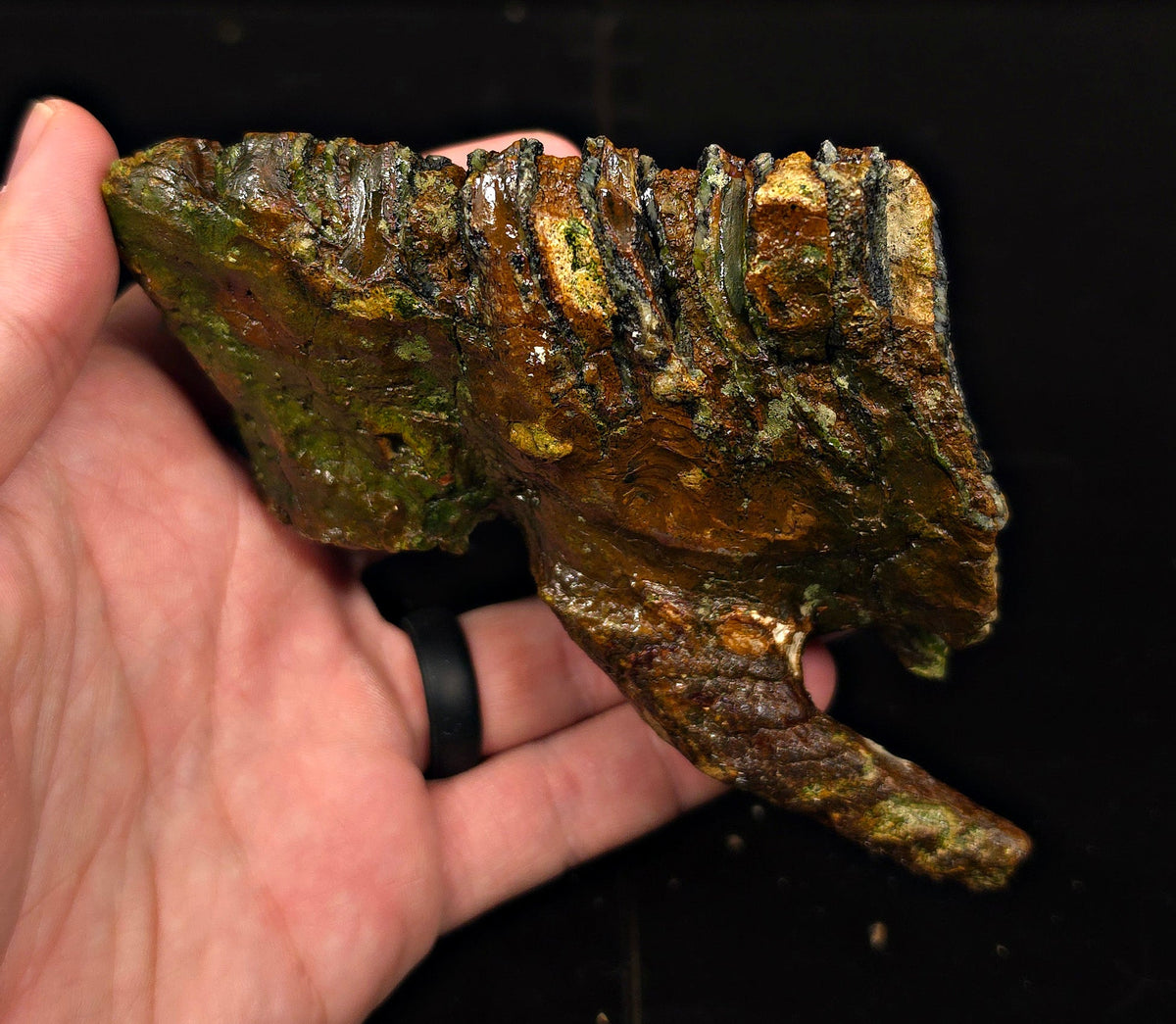 3.98" Fossil Woolly Mammoth Tooth – North Sea - Fossil Driven