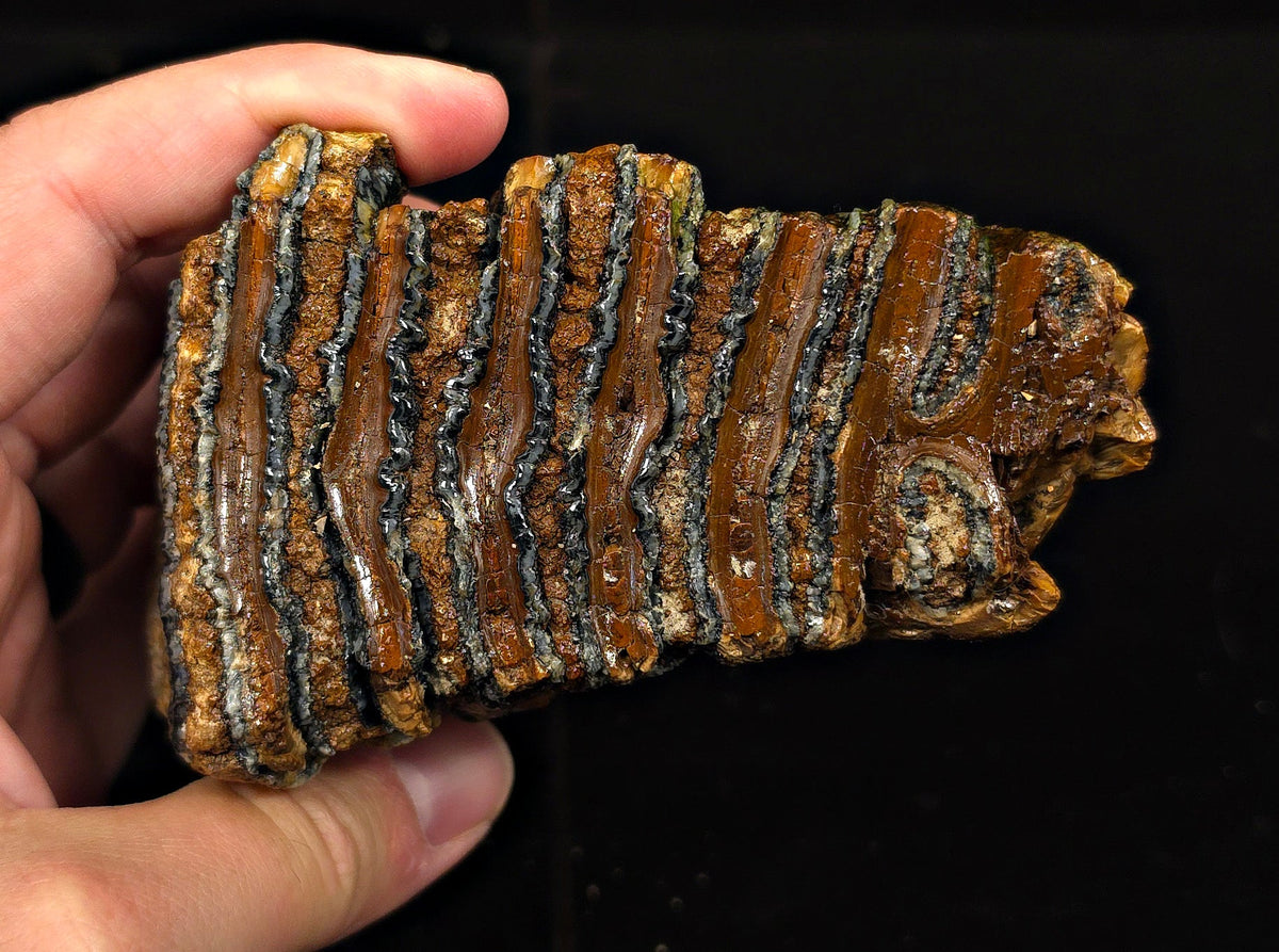 3.98" Fossil Woolly Mammoth Tooth – North Sea - Fossil Driven