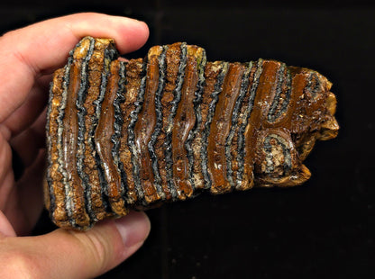 3.98" Fossil Woolly Mammoth Tooth – North Sea - Fossil Driven