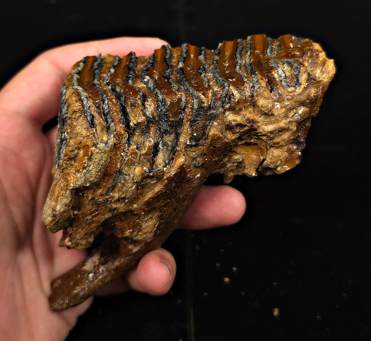 3.98" Fossil Woolly Mammoth Tooth – North Sea - Fossil Driven