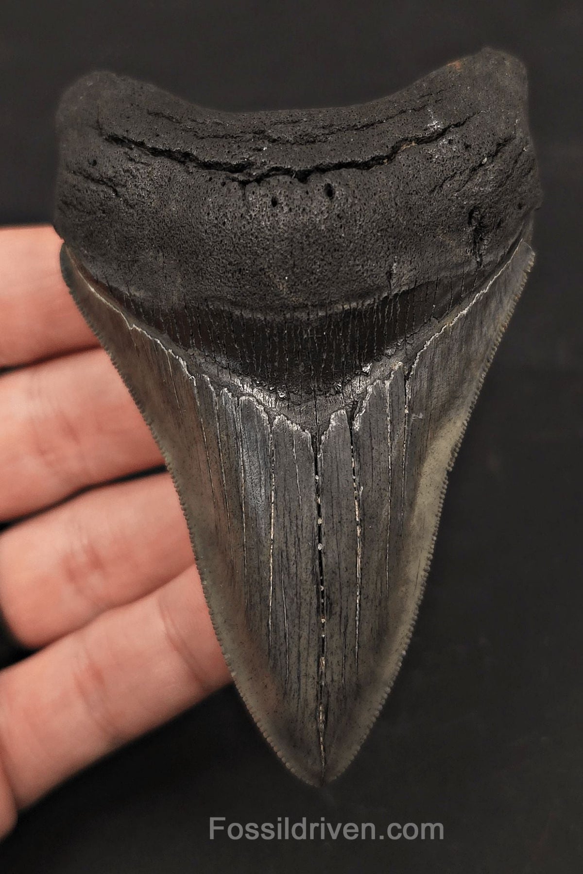 3.98" High-Quality Fossil Megalodon Tooth - Charleston, South Carolina - Fossil Driven