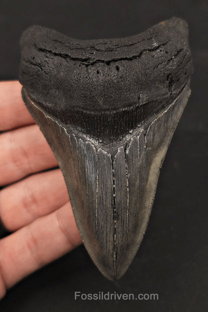 3.98" High-Quality Fossil Megalodon Tooth - Charleston, South Carolina - Fossil Driven