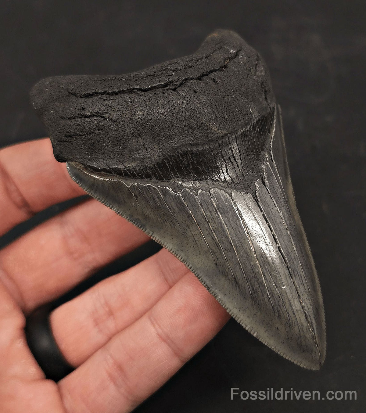 3.98" High-Quality Fossil Megalodon Tooth - Charleston, South Carolina - Fossil Driven