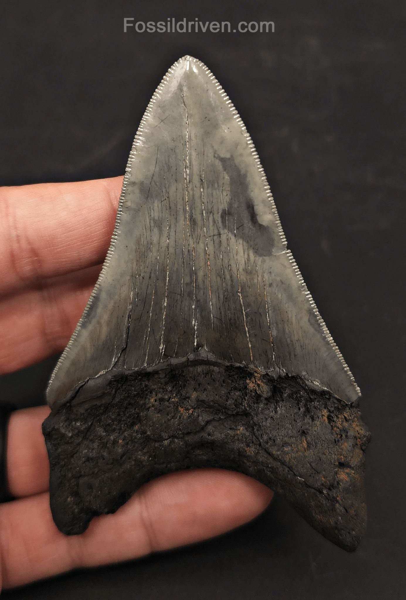 3.98" High-Quality Fossil Megalodon Tooth - Charleston, South Carolina - Fossil Driven