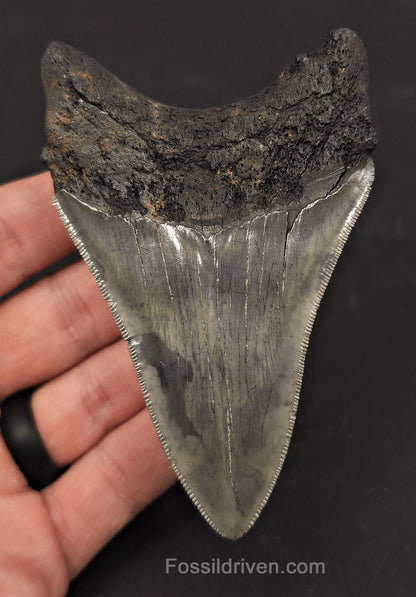 3.98" High-Quality Fossil Megalodon Tooth - Charleston, South Carolina - Fossil Driven