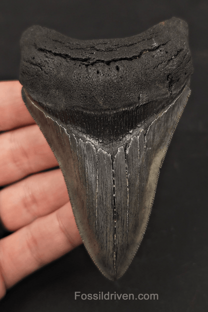 3.98" High-Quality Fossil Megalodon Tooth - Charleston, South Carolina - Fossil Driven