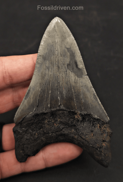3.98" High-Quality Fossil Megalodon Tooth - Charleston, South Carolina - Fossil Driven