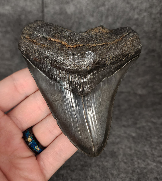 Front view of 4.11-inch authentic Megalodon tooth fossil from Beaufort, South Carolina, showcasing natural enamel and robust root.