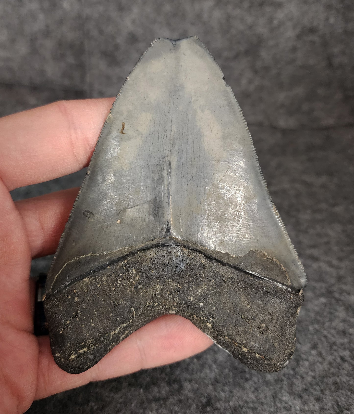 Back view of 4.19-inch Megalodon tooth fossil, highlighting natural coloration and root preservation.