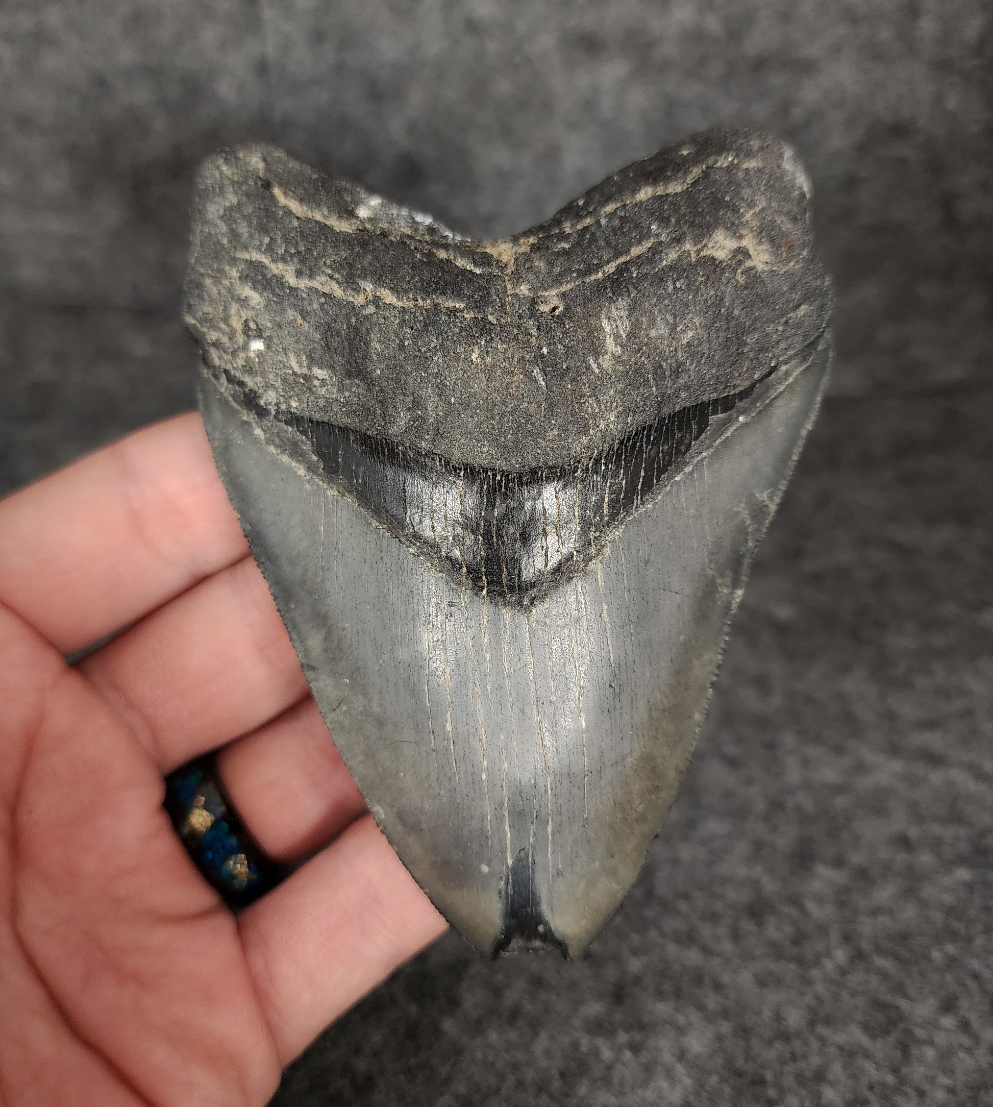 Front view of 4.19-inch serrated Megalodon tooth fossil from Venice, Florida, showcasing sharp enamel and robust root structure.