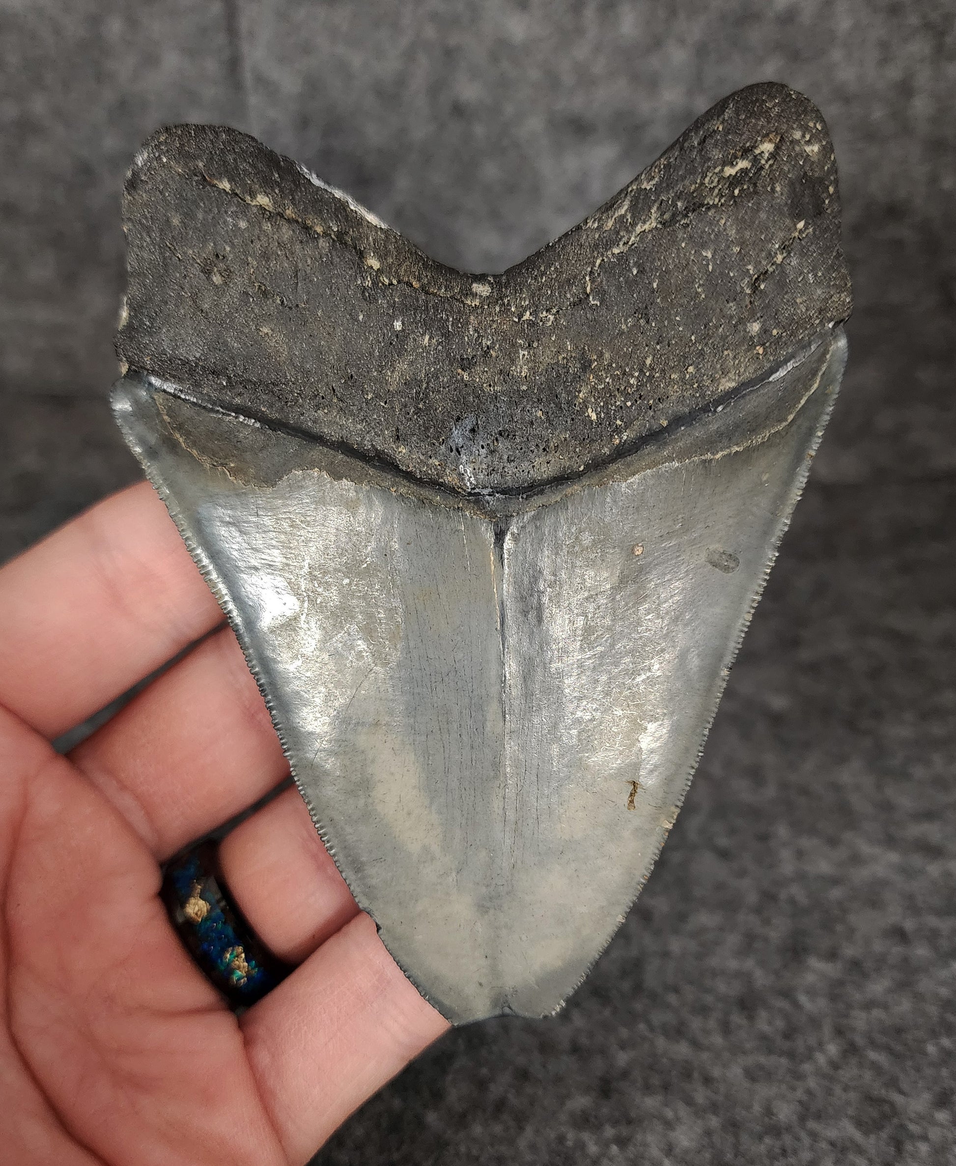 Side profile of 4.19-inch Megalodon tooth from Venice, Florida, displaying curvature and serrated edges.
