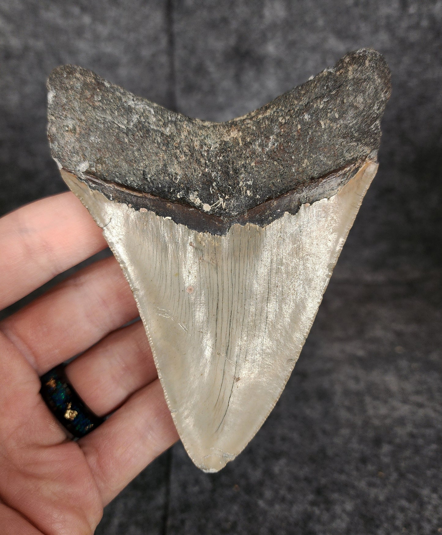 Back view of 4.33-inch Megalodon tooth fossil, highlighting the root structure and enamel preservation.