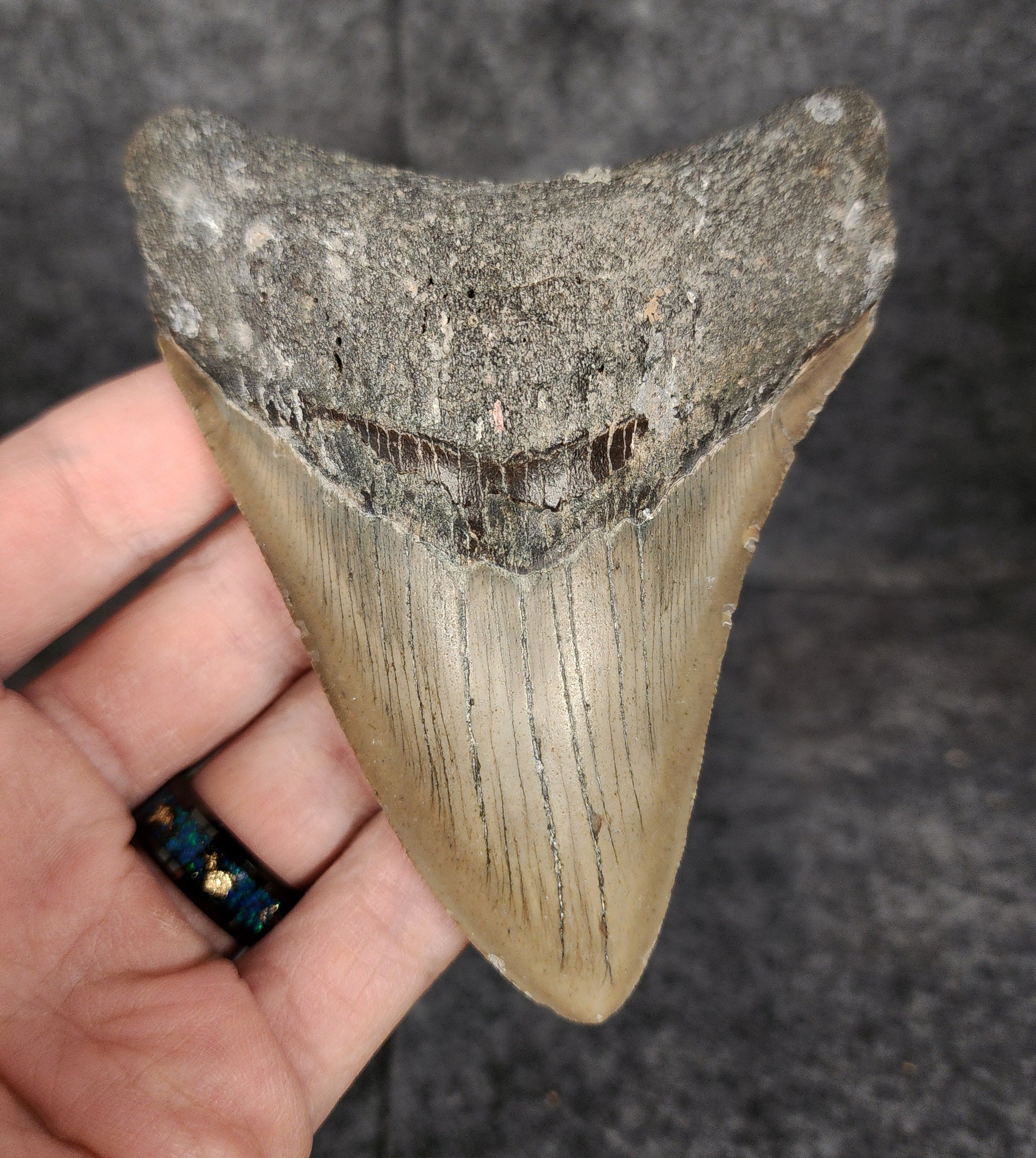 Front view of 4.33-inch authentic Megalodon tooth fossil from Meg Ledge, Wilmington, North Carolina, showcasing natural enamel and robust root.