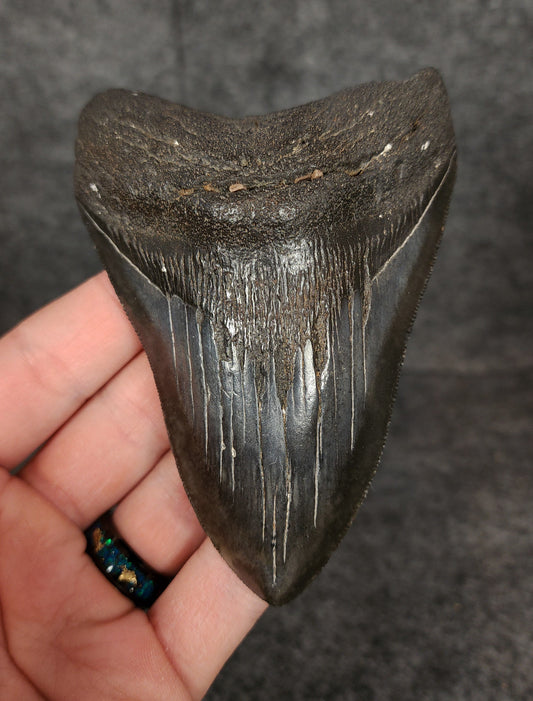 Front view of 4.33-inch authentic Megalodon tooth fossil from Beaufort, South Carolina, showcasing natural enamel and robust root.