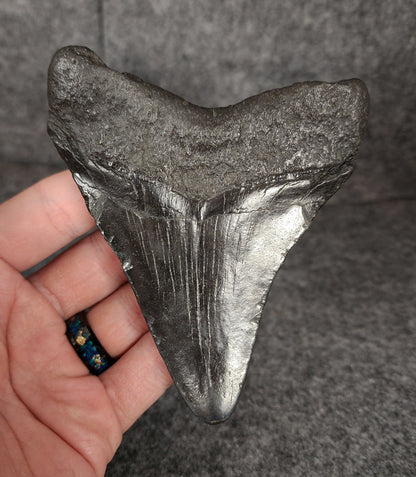 Back view of 4.34-inch Megalodon tooth fossil, highlighting the root structure and enamel preservation.