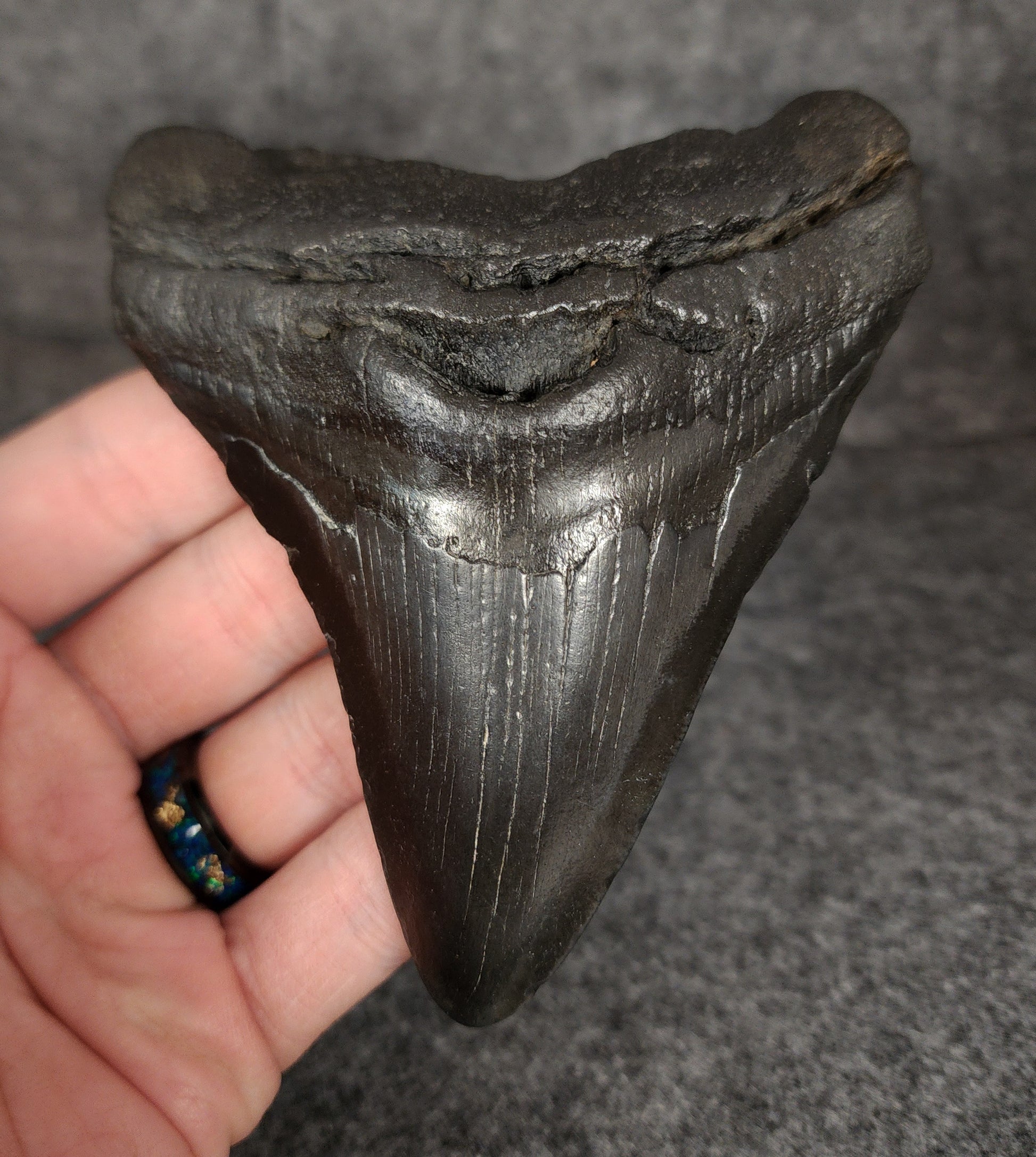 Front view of 4.34-inch authentic Megalodon tooth fossil from Beaufort, South Carolina, showcasing natural enamel and robust root.