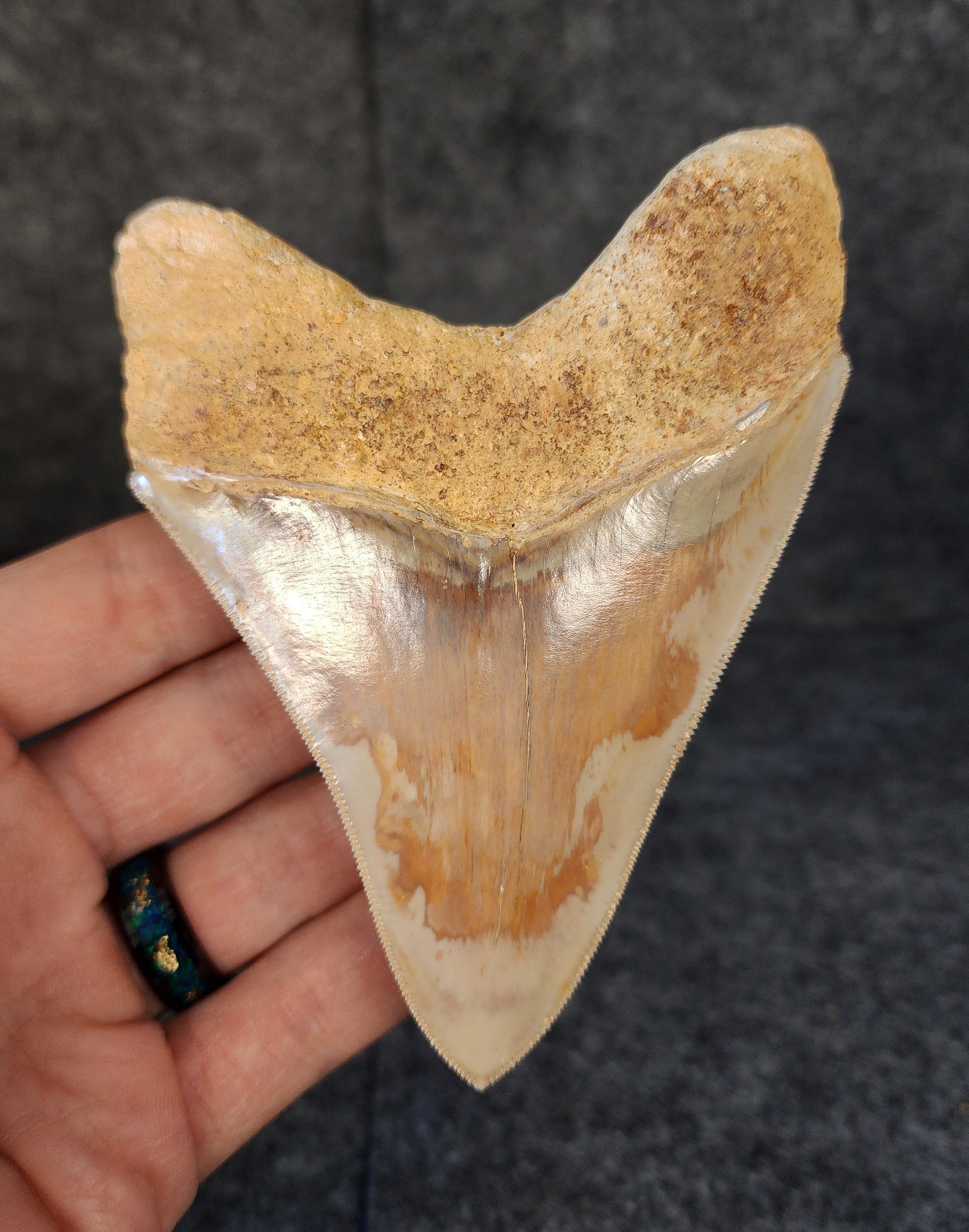 Back view of 4.47-inch Megalodon tooth fossil, highlighting the root structure and enamel preservation.