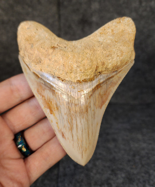 Front view of 4.47-inch authentic Megalodon tooth fossil from Indonesia, showcasing natural enamel and robust root.